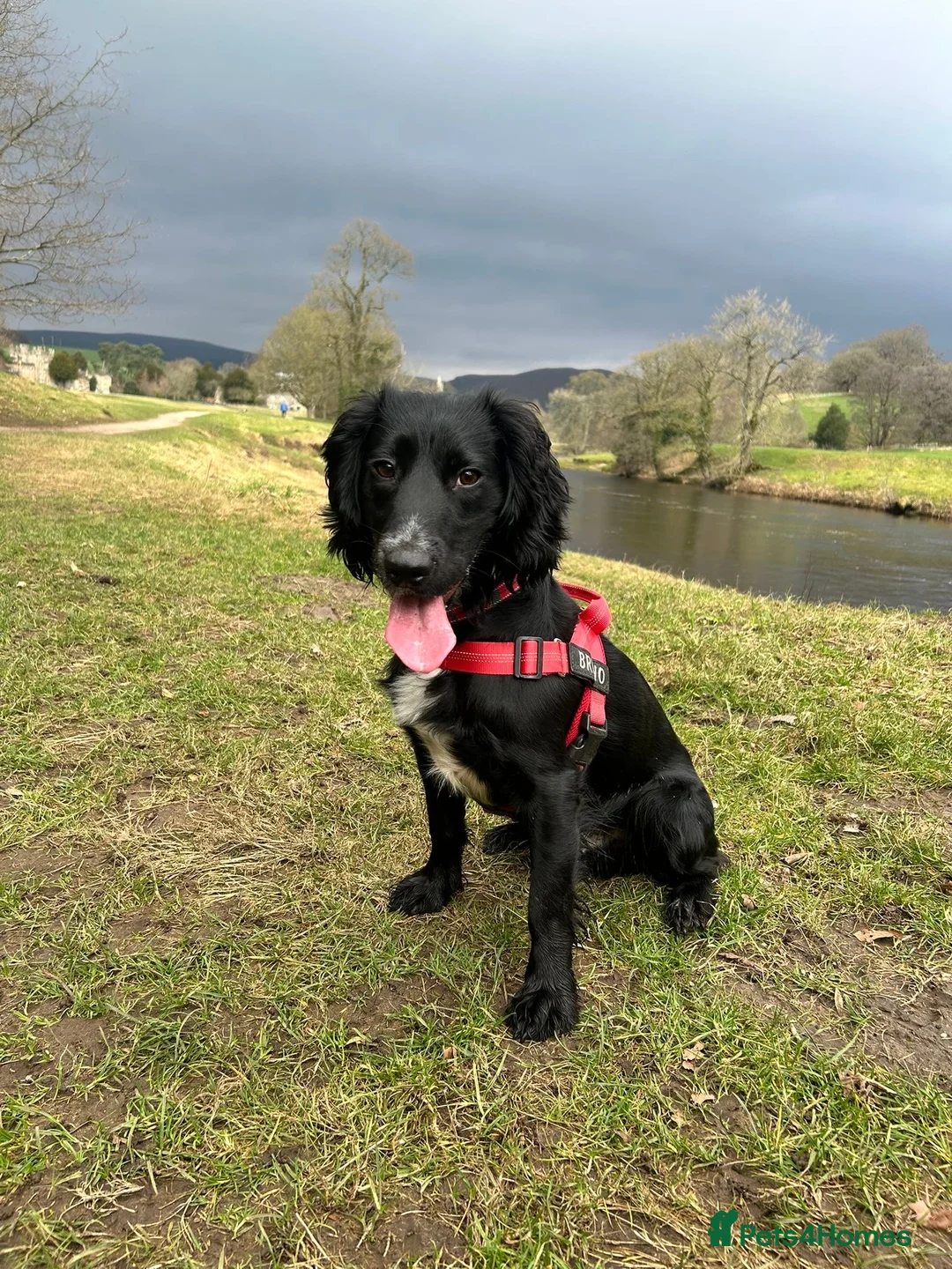 Cocker Spaniel dogs for sale: Cocker Spaniel for sale - Advert 1
