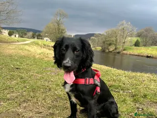 Cocker Spaniel dogs Cocker Spaniel for sale - Advert 1