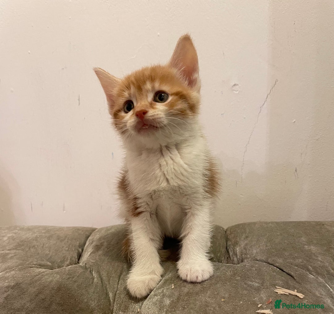 Mixed Breed cats for sale: kittens ready now  - Image 11