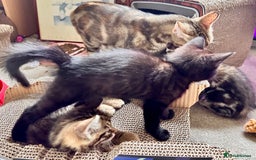 Mixed Breed cats for sale: Amiable bengal&tabby mix kittens: price reduced - Image 13