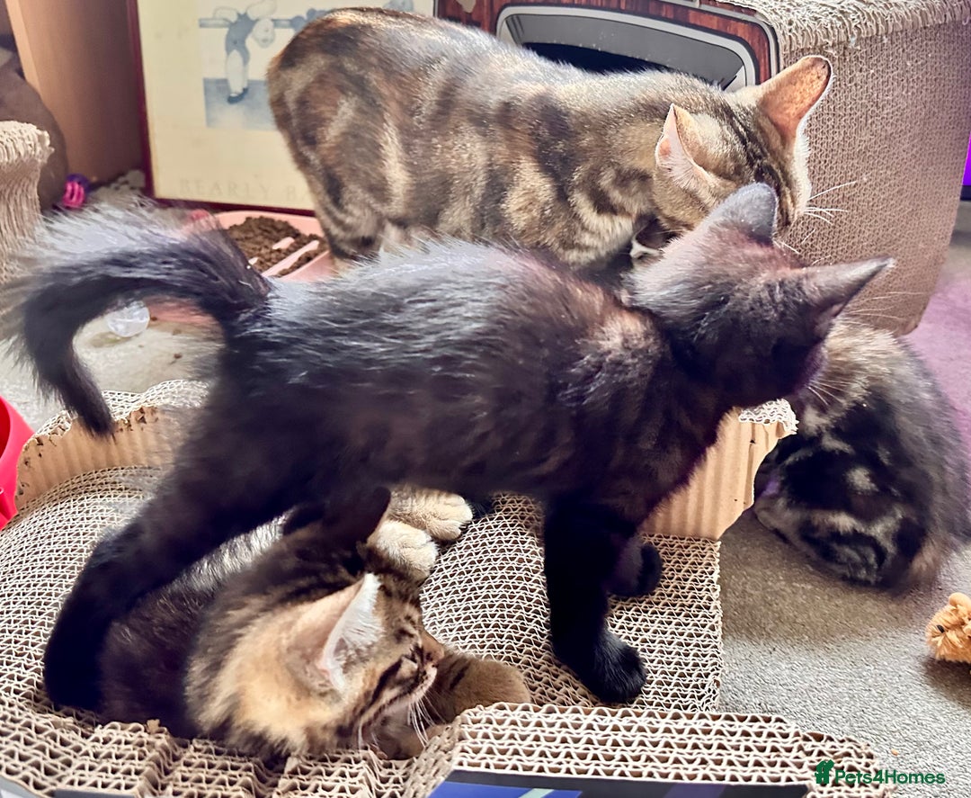 Mixed Breed cats for sale: Amiable bengal&tabby mix kittens: price reduced - Image 13