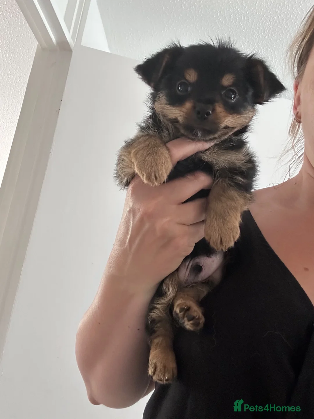 Yorkshire Terrier dogs for sale: Ready NOW !! Yorkshire terrier puppies  - Advert 2