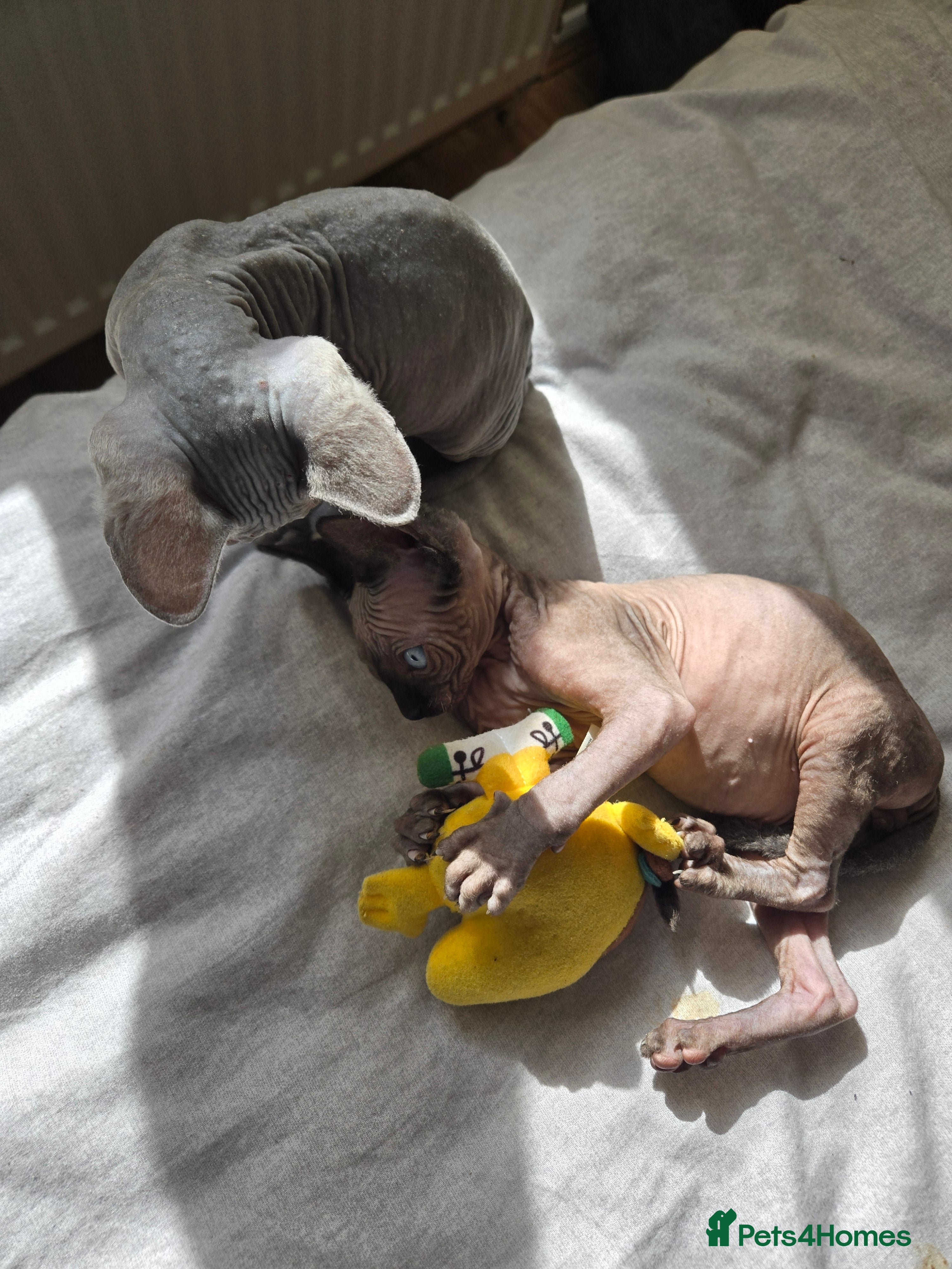 Sphynx cats Two male sphynx kittens for sale - Advert 1