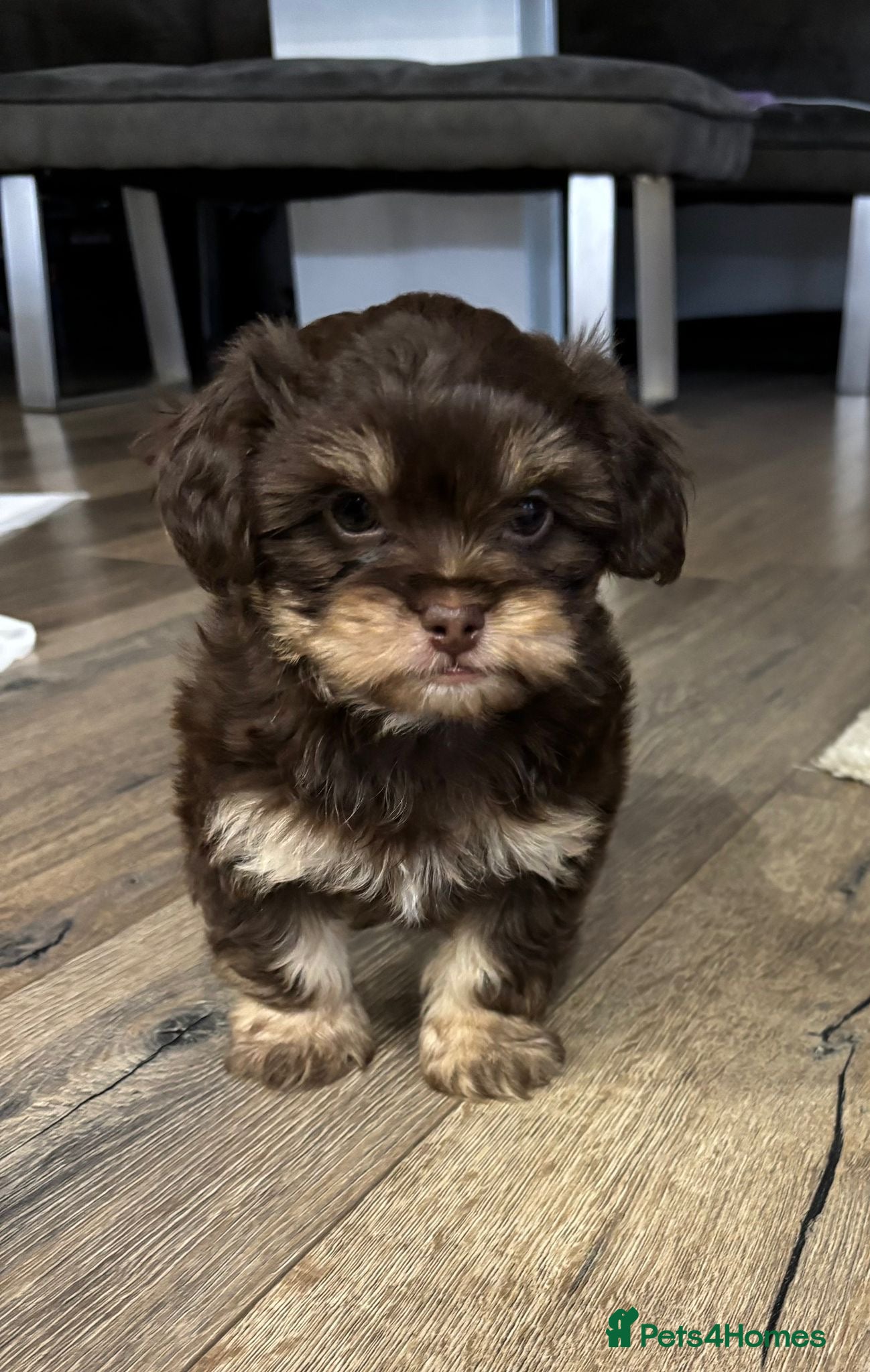 Mixed Breed dogs READY NOW. Shih Tzu/Chihuahua hybrids ONLY 2 LEFT  - Advert 14