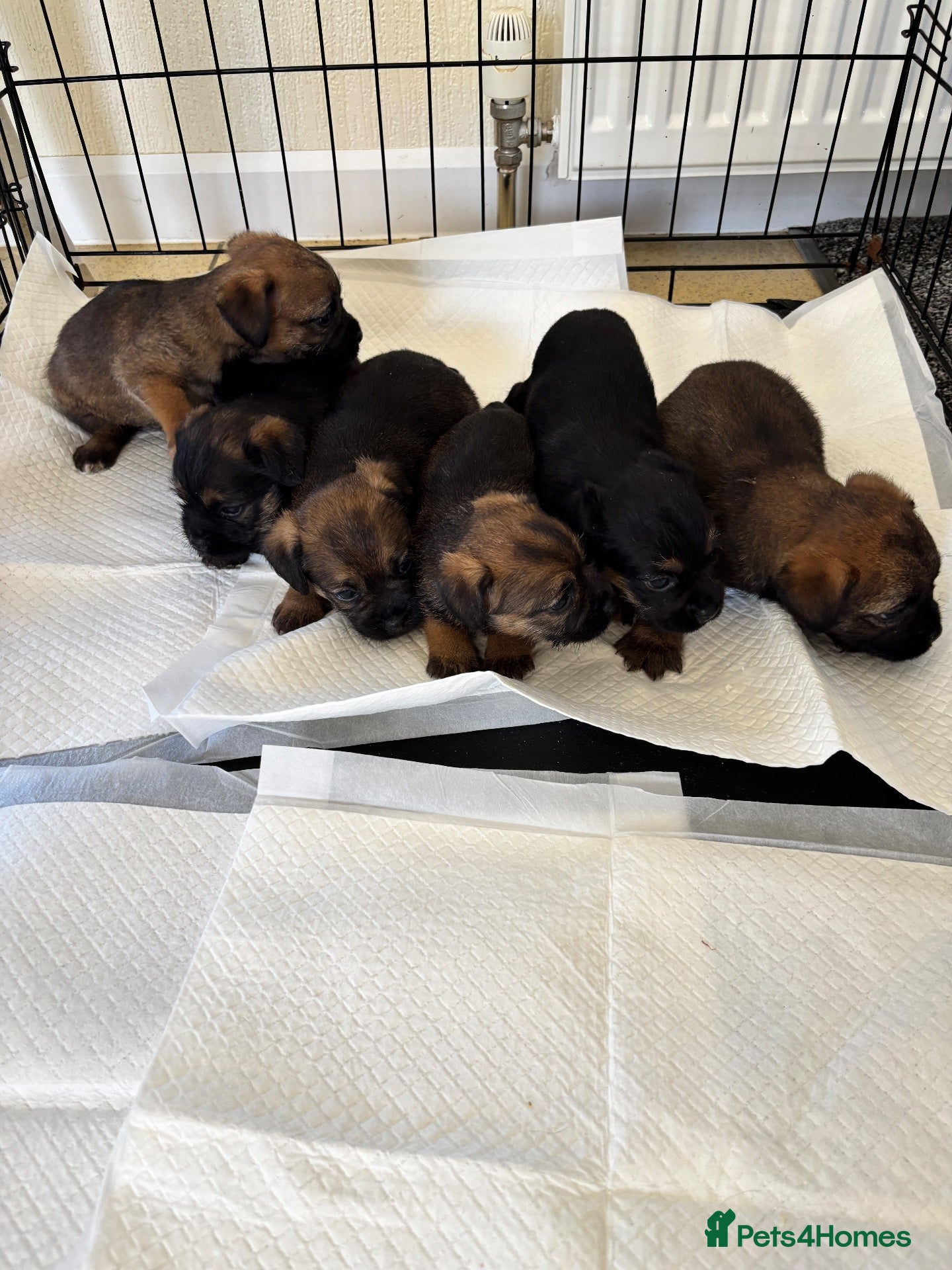 Border Terrier dogs Kc Border terriers  - Advert 2