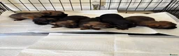Border Terrier dogs for sale: Kc Border terriers  - Advert 2