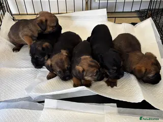 Border Terrier dogs Kc Border terriers - Advert 2