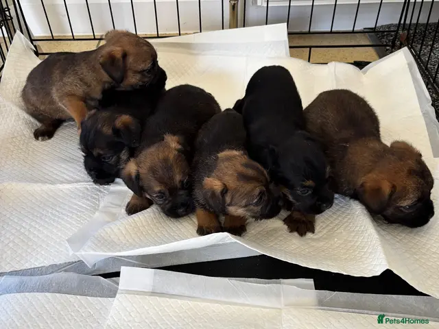 Border Terrier dogs Kc Border terriers - Advert 2