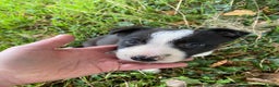 Border Collie dogs for sale: Gorgeous border collie female pup!  - Advert 2