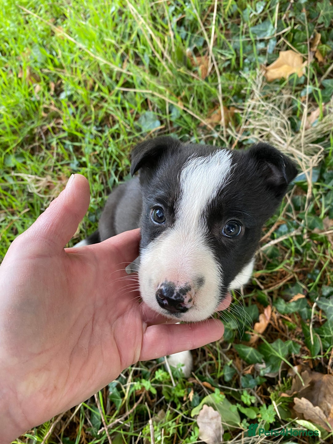 Border Collie dogs for sale: Gorgeous border collie female pup!  - Advert 2