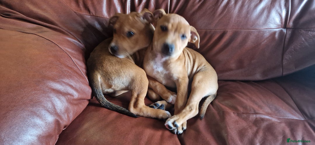 Staffordshire Bull Terrier dogs for sale: Staffordshire bull terrier pups - Image 23
