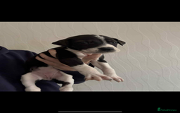 Lurcher dogs for sale: Saluki bull greyhound lurcher puppy’s pups puppies - Image 3