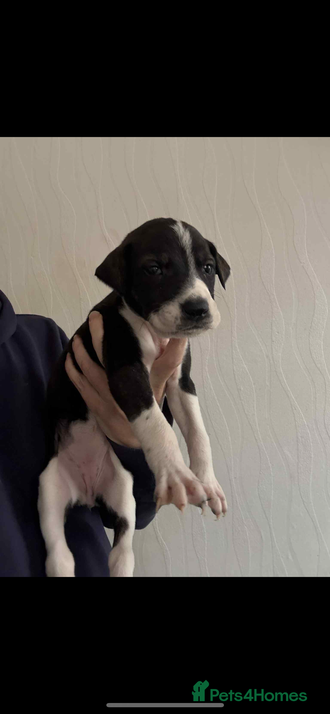 Lurcher dogs for sale: Saluki bull greyhound lurcher puppy’s pups puppies - Image 3