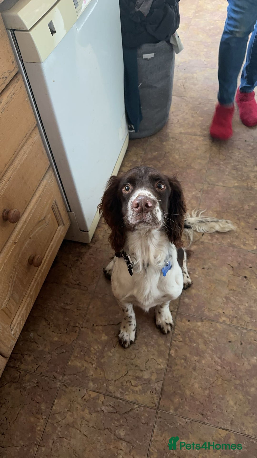 English Springer Spaniel dogs for stud: Springer spaniel for stud - Image 3