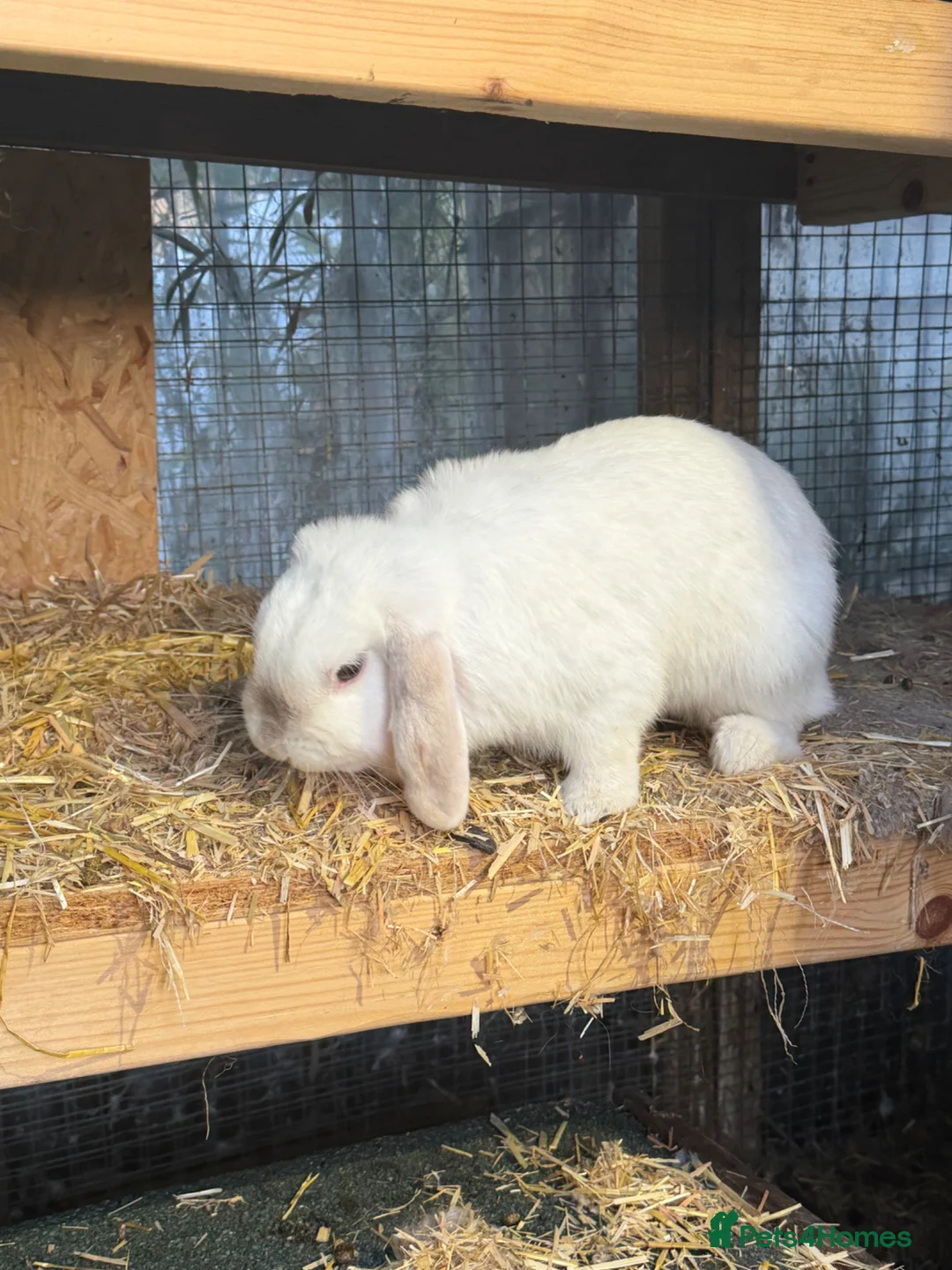 Mini Lop rabbits for sale: Female mini lop - Advert 4
