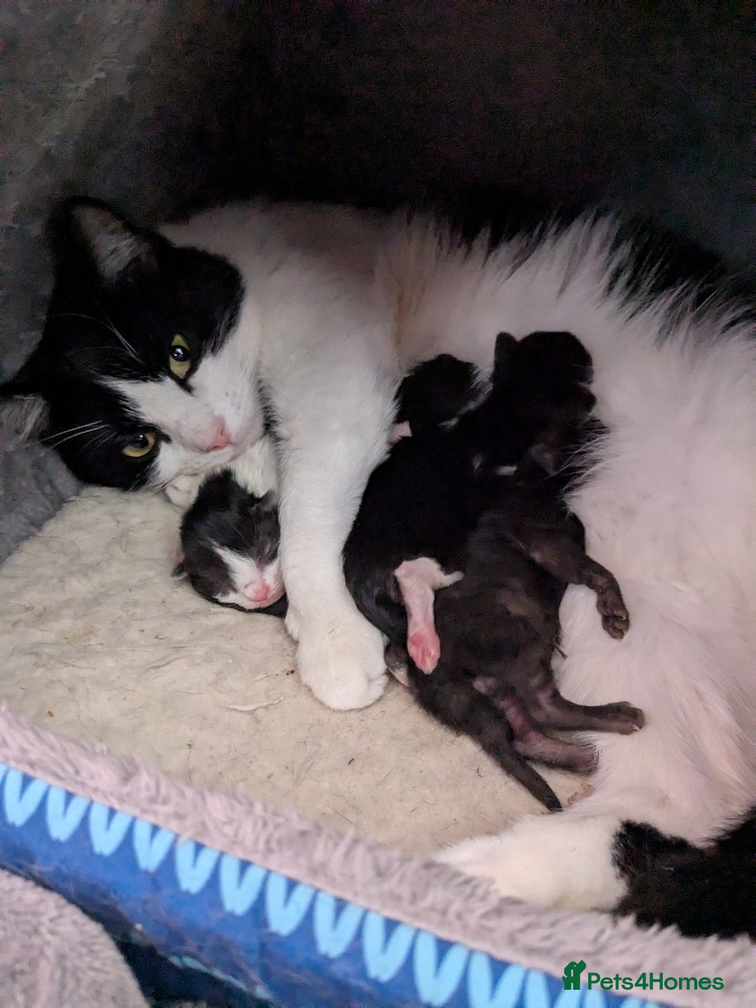 Mixed Breed cats for sale: Kitten ready for a home.  - Advert 5