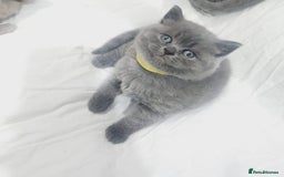 British Shorthair cats for sale: Birth Short hair  - Image 1