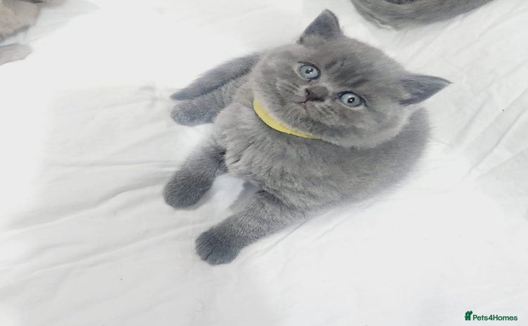 British Shorthair cats - Advert 10