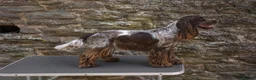 Cocker Spaniel dogs for sale: Exceptionally well health tested Kc show cockers - Advert 3