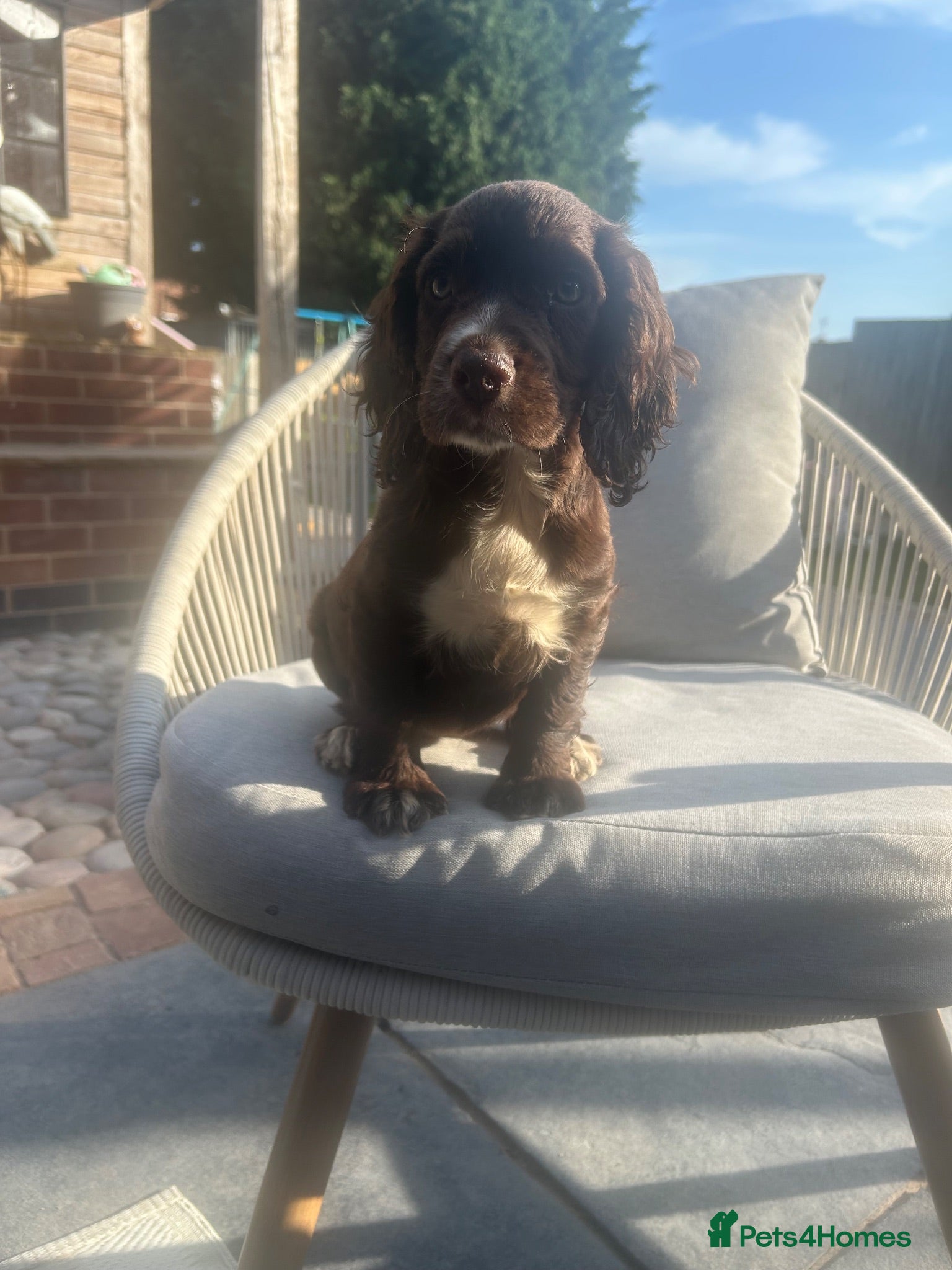 Cocker Spaniel dogs Working Cocker Spaniel - Advert 2