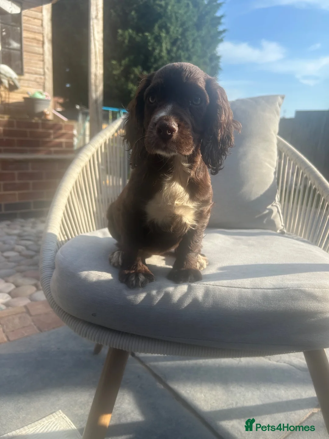 Cocker Spaniel dogs for sale: Working Cocker Spaniel - Advert 1