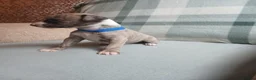 Whippet dogs for sale: Exceptional litter of KC whippets - Advert 16