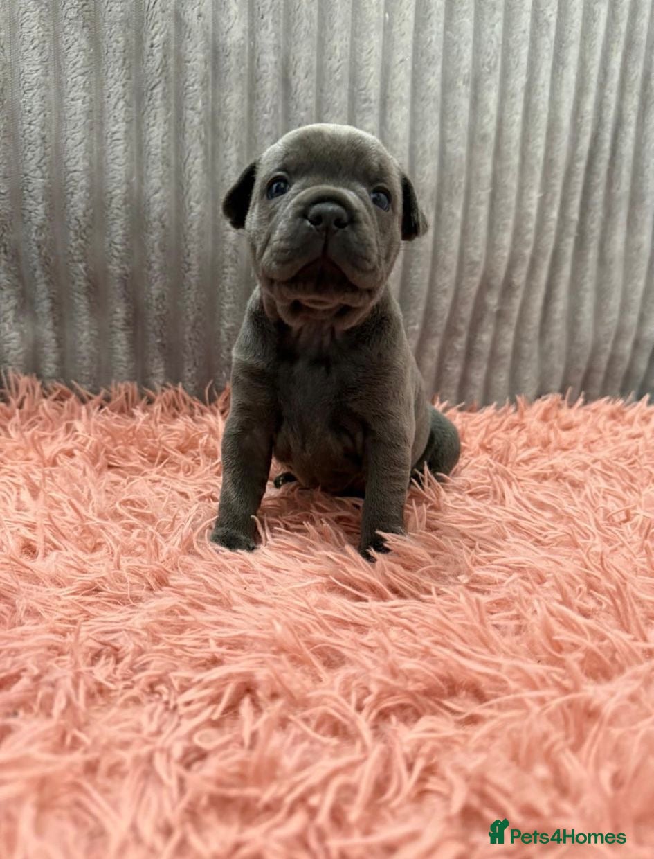 Staffordshire Bull Terrier dogs GRAND CH BLUE STAFFORDSHIRE BULL TERRIER PUPS - Advert 1