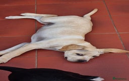 Mixed Breed dogs for sale: THE LAST BEAUTIFUL BOY–CaneCorso x Staffy puppies  - Image 7