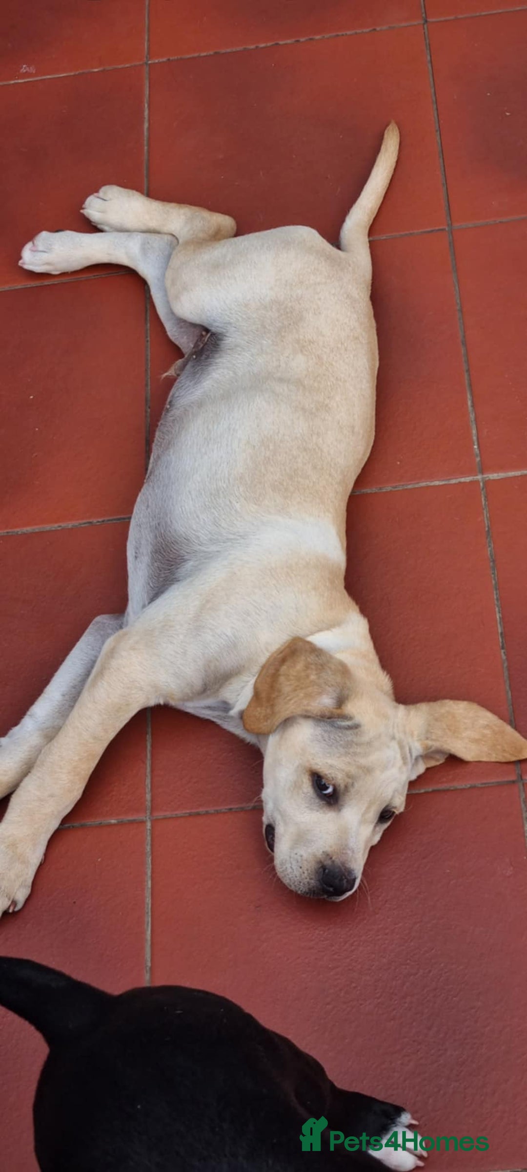 Mixed Breed dogs for sale: THE LAST BEAUTIFUL BOY–CaneCorso x Staffy puppies  - Image 7