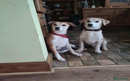 Labrador Retriever dogs for adoption: Lab cross rescue Troy for adoption  - Image 2