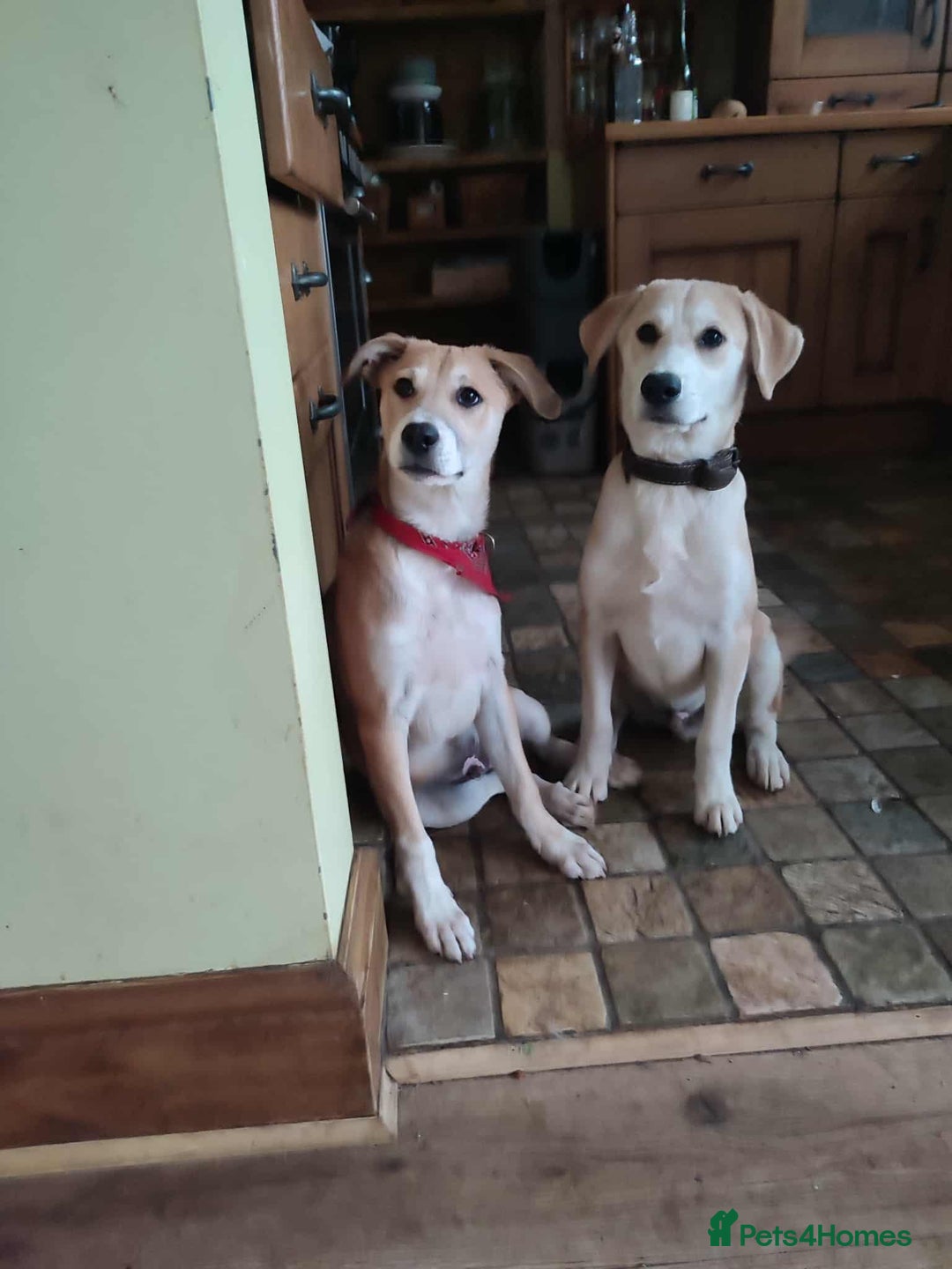 Labrador Retriever dogs for adoption: Lab cross rescue Troy for adoption  - Image 2