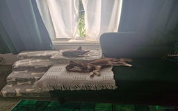 Mixed Breed dogs for sale: Lovely Little Dogs (Brothers) - Image 4