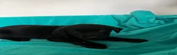 Labrador Retriever dogs for sale: Gorgeous Labrador puppies  in Ingatestone - Advert 11