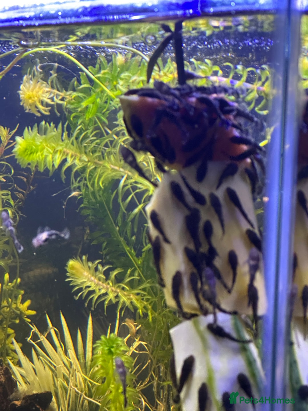 Plecos fish for sale: Baby Bristlenose Plecos for Sale - Available now! - Advert 8