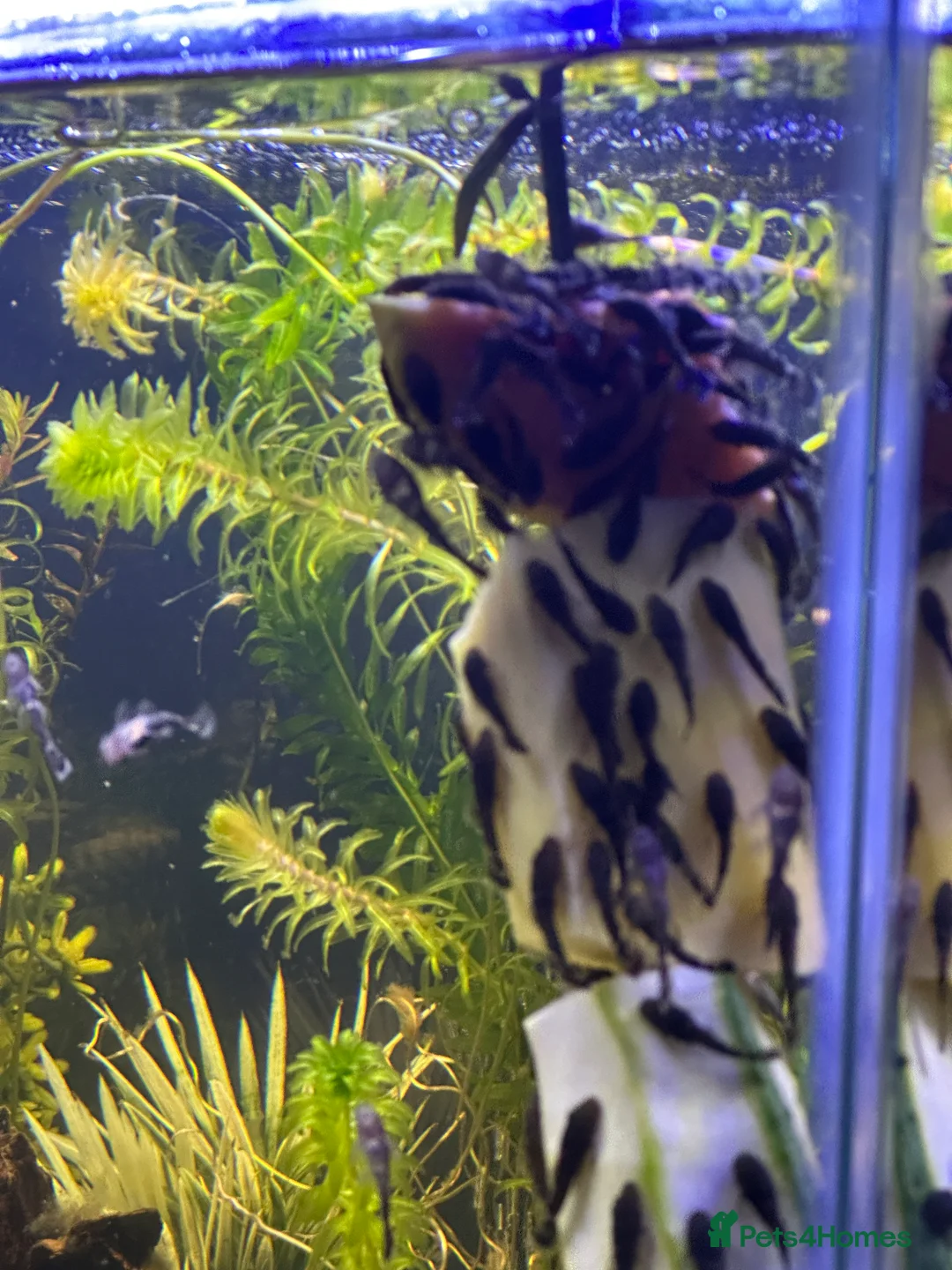 Plecos fish for sale: Baby Bristlenose Plecos for Sale - Available now! - Advert 8