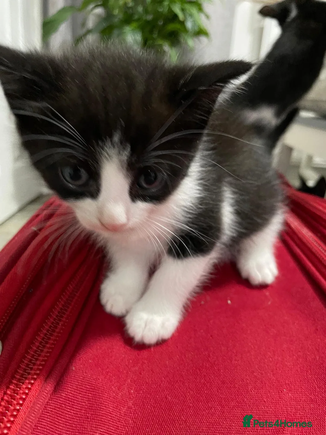 Domestic Shorthair cats for sale: Two Black/White Kittens - Advert 2