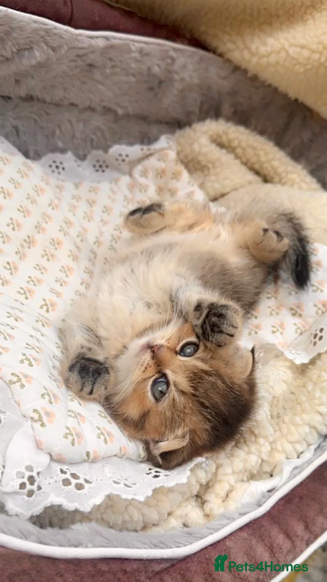 Scottish Fold cats for sale: Beautiful Scottish Fold Kittens: Golden and Blue - Advert 2