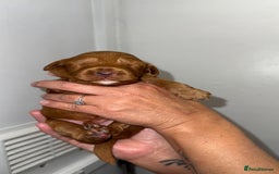 Australian Labradoodle dogs for sale: Stunning Labradoodle puppies - Advert 15