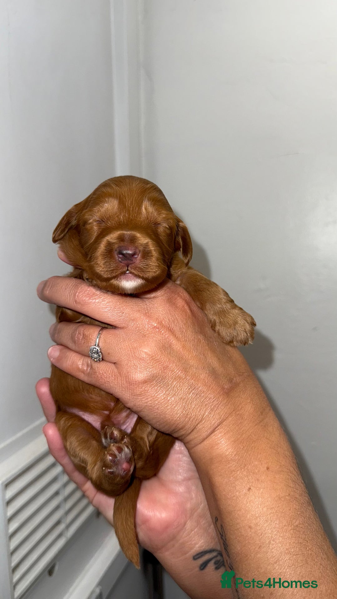 Australian Labradoodle dogs for sale: Stunning Labradoodle puppies - Advert 15