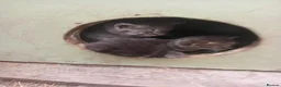 Aegean cats for sale: Agean x kittens for sale  - Advert 12