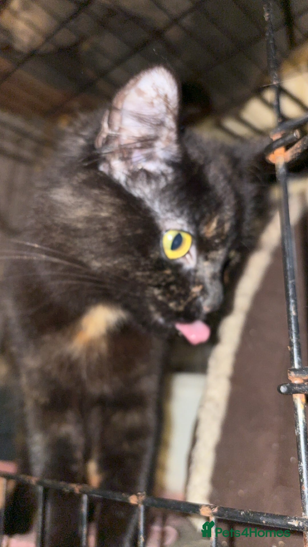 Bombay cats for sale: Donna 1🧡 - Image 7