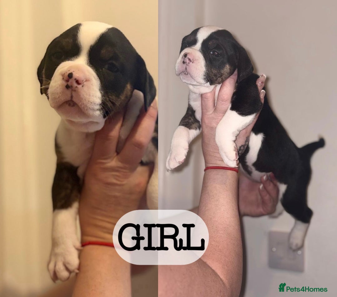 Olde English Bulldogge dogs for sale: Three Stunning pups looking for forever homes  - Image 1