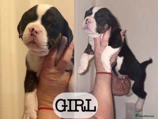 Olde English Bulldogge dogs - Advert 2