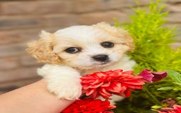 Cavachon dogs for sale: Toy Cavachon male puppies 🩵💙DNA tested 🩵💙 - Image 8