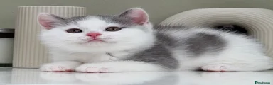 British Shorthair 2
