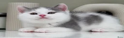 British Shorthair cats for sale: Stunning British Shorthair kittens  - Advert 32
