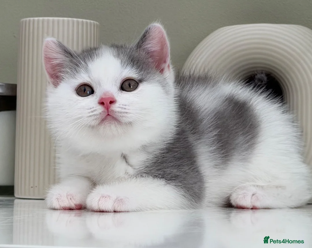British Shorthair cats for sale: Stunning British Shorthair kittens  - Advert 32