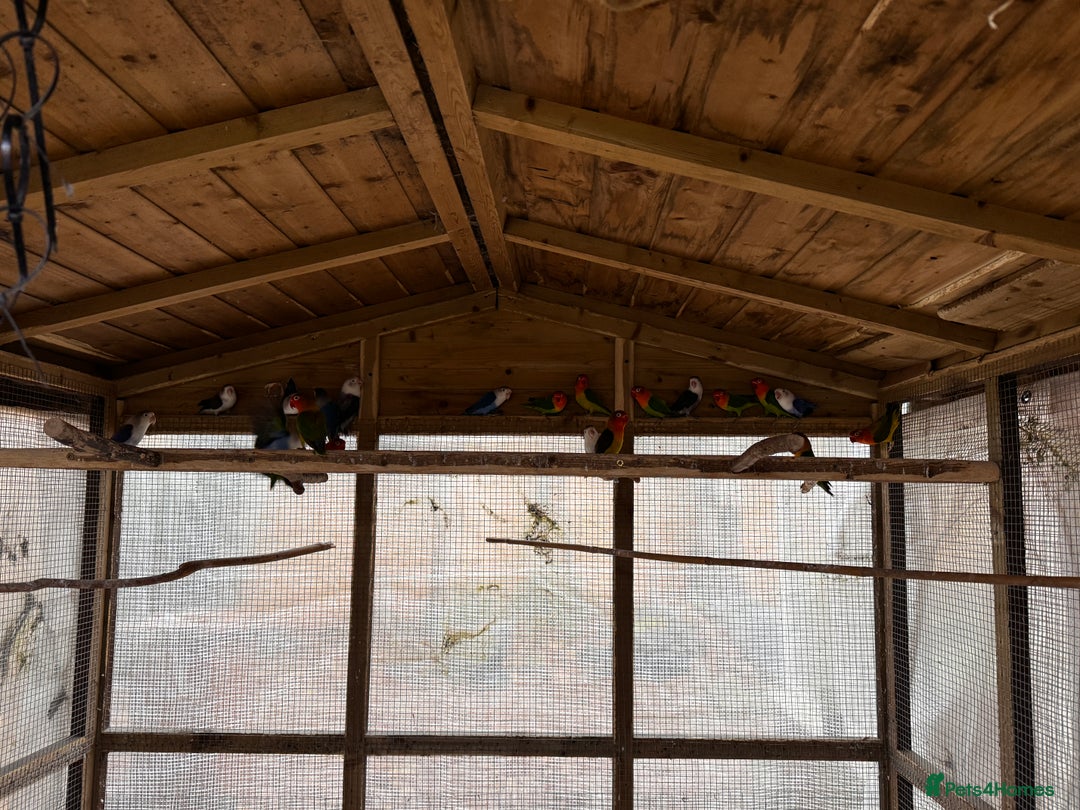 Lovebirds birds for sale: Lovebirds for sale - Advert 15