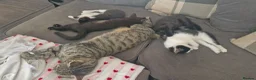 Mixed Breed cats for sale: 4 female kittens available  in Glasgow - Advert 10