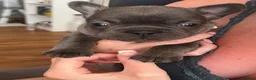 French Bulldog dogs for sale: Big rope French bulldog puppies in Nottingham - Advert 4